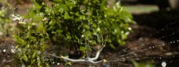 Stay ahead of watering restrictions.