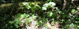 Catch invasive species while eradication is still possible.